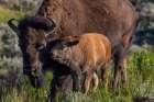 Bison with calves in Theodore Roosevelt National Park, North Dakota, USA. Art Print